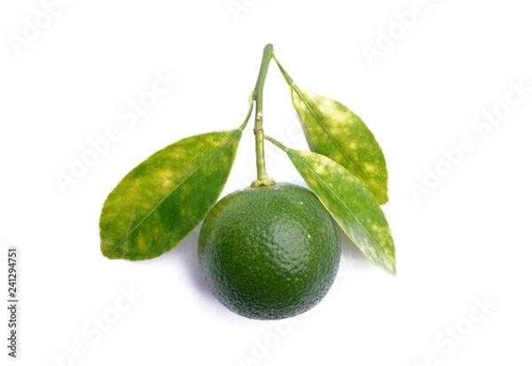 Obraz Calamondin or calamansi lime on a white background.
