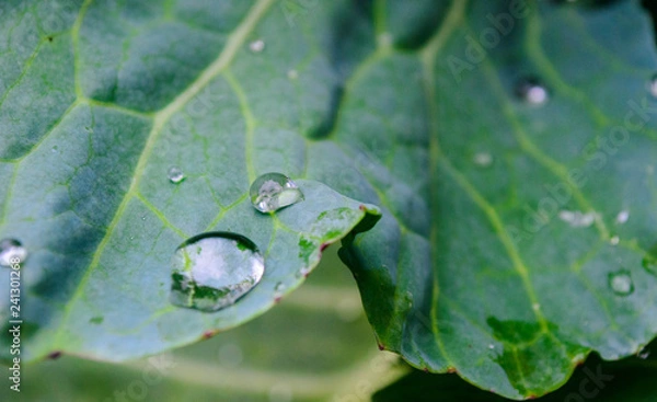 Fototapeta water drops on leaf
