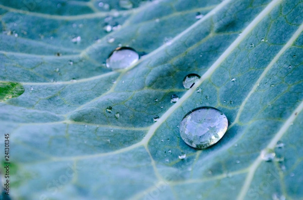 Fototapeta water drop on a leaf