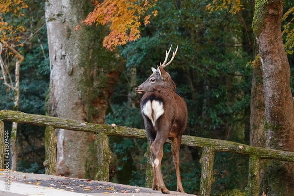 Fototapeta 奈良公園　鹿と紅葉