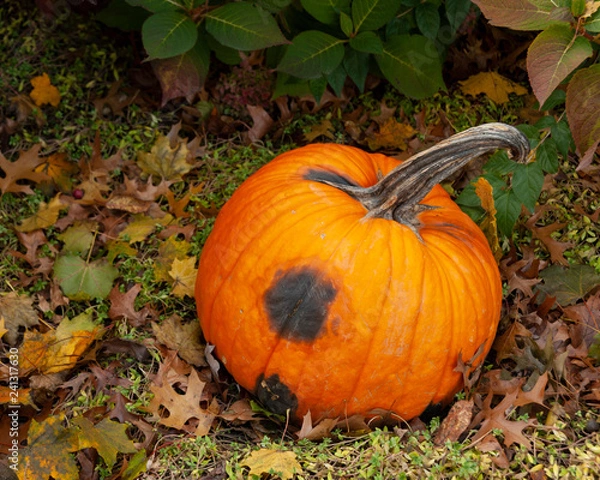 Obraz Pumpkin on the Ground