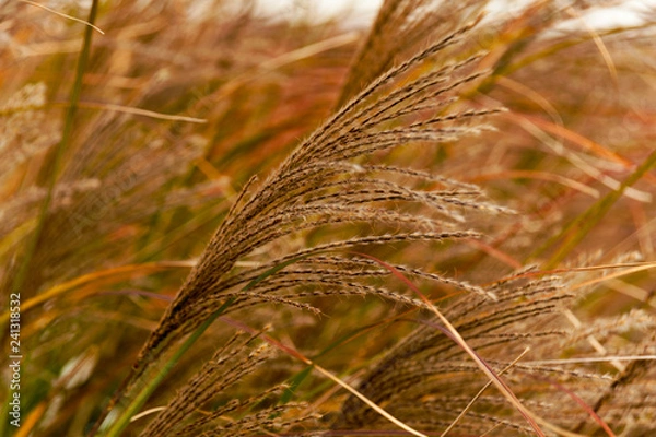 Fototapeta Tall Grass