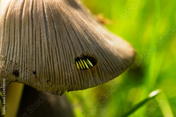 Obraz Mushroom Macro