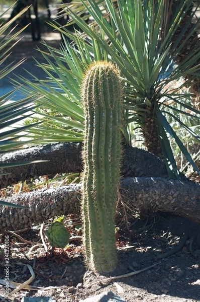 Fototapeta cactus