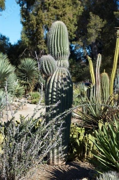 Fototapeta cactus