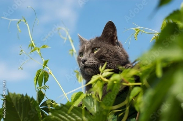 Fototapeta cat on grass