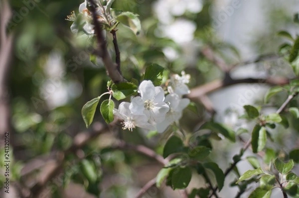 Fototapeta blooming apple tree