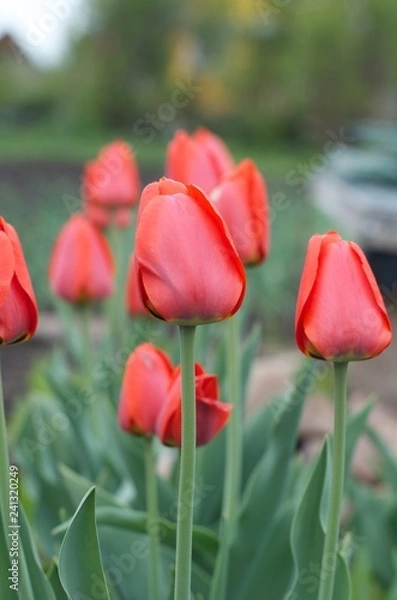 Fototapeta red tulips in the garden