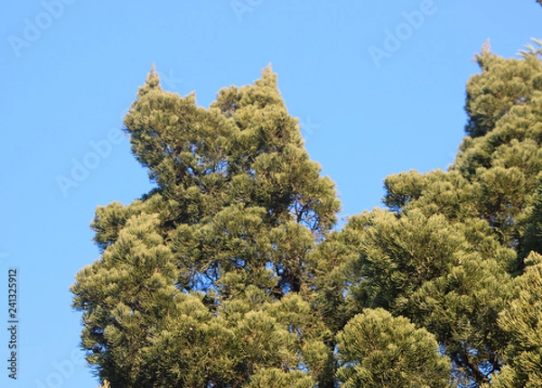 Fototapeta 향나무