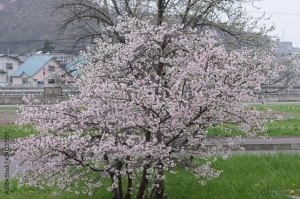 Obraz 桜