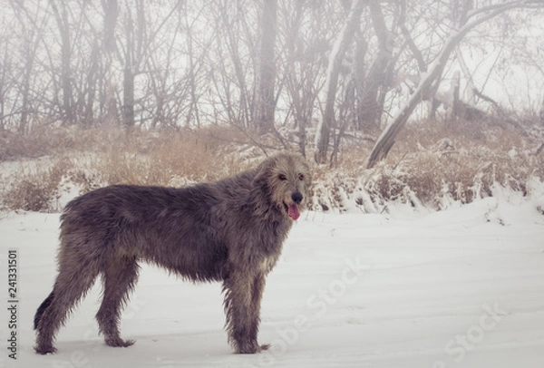 Fototapeta Gray Irish Wolfhound in full growth in the winter - portrait of