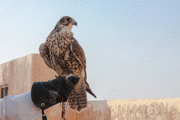 Fototapeta man holding his falcon before using it to hunt birds and rabbits on the desert.