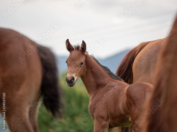 Fototapeta Braunes junges Fohlen