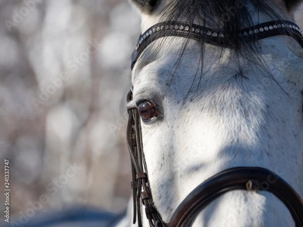 Obraz Augenblick im Winter