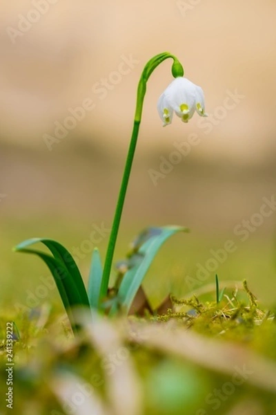Fototapeta Close up image of fresh white and yellow spring snowflake flower, Leucojum vernum, growing in moss in a garden, blurry brown background, vertical image