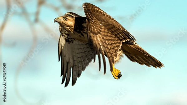 Obraz Red Tailed hawk in flight