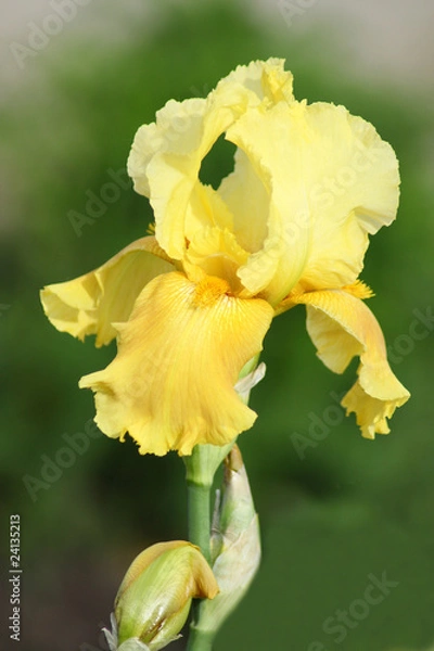 Obraz Yellow iris