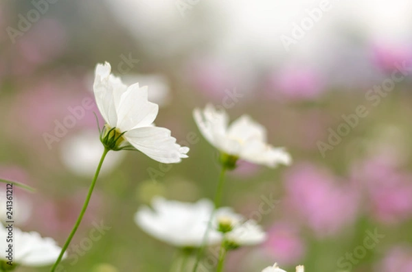 Fototapeta white cosmos in the garden