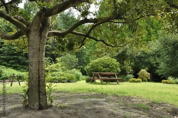 Fototapeta 公園広場