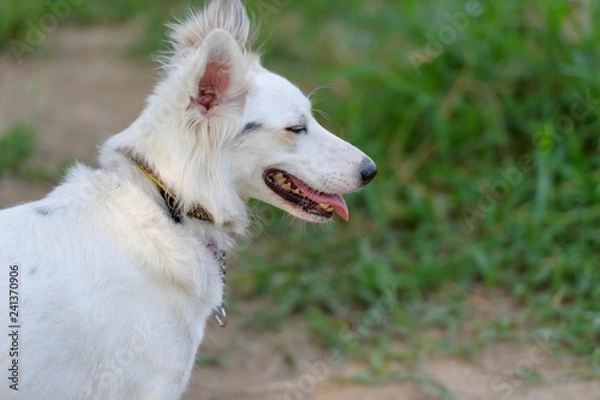 Fototapeta ドッグランで遊ぶ犬