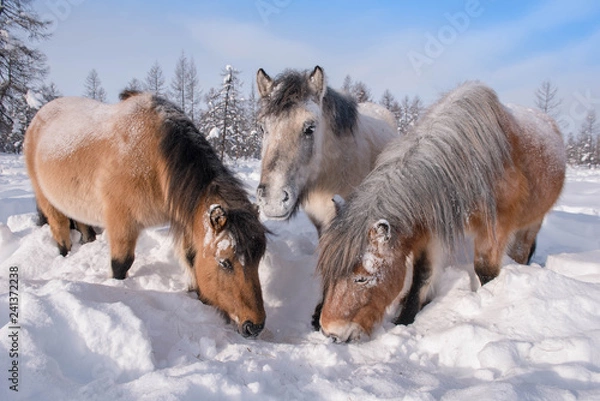 Fototapeta In Yakutia, horses live in the open air all year round (at temperatures in summer up to + 40 ° C and in winter up to −60 ° C) and look for food on their own.