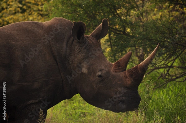 Obraz Rhino 