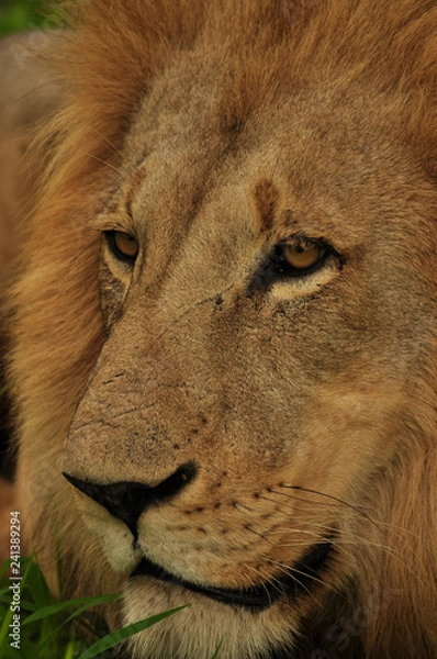 Obraz Lion Male