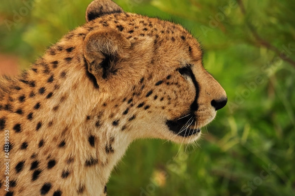 Obraz Cheetah Female