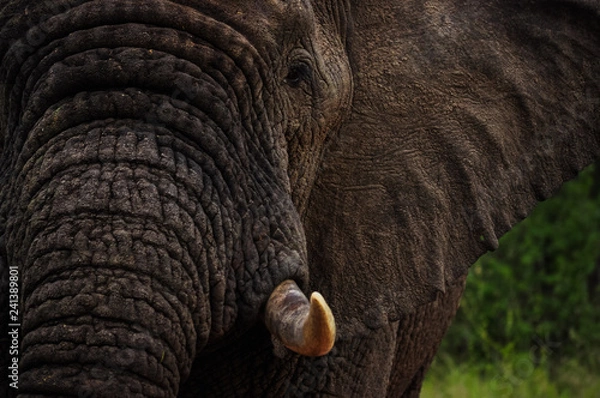 Obraz Elephant Half Face Portrait