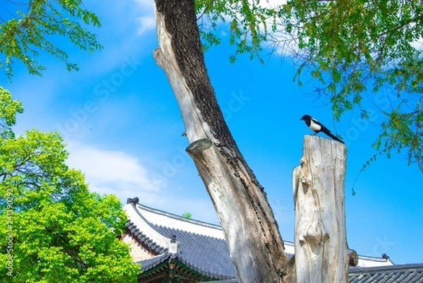 Obraz 한국의 세계 문화 유산 동양 건축물 백그라운드 사진