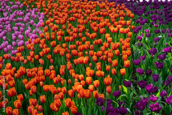 Fototapeta field of colorful tulips
