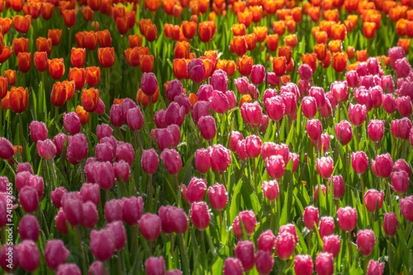 Fototapeta field of colorful tulips