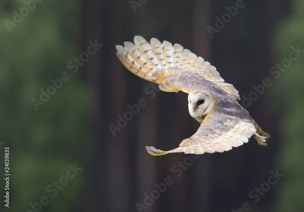 Obraz Schleiereule im Flug