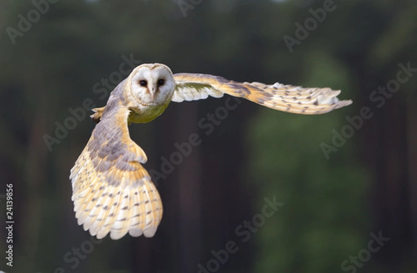 Obraz Schleiereule im Flug