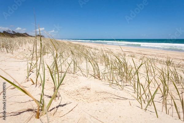 Obraz Sand Dune Spinifex