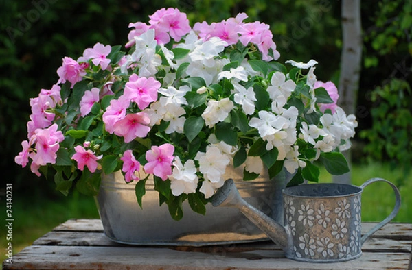 Obraz ogrodnik niecierpek