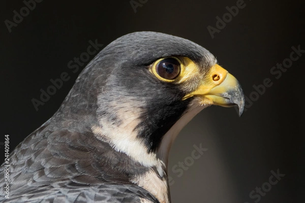 Obraz Peregrine Falcon profile portrait