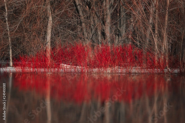 Obraz Nature's springtime kiss shape from Red Dogwood and reflection in water