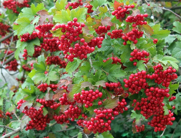 Obraz Bright red bunches of viburnum