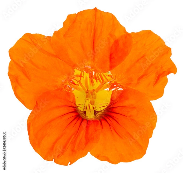 Obraz nasturtium flower orange isolated