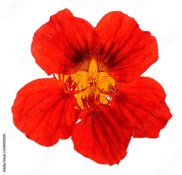 Obraz  nasturtium flower red isolated