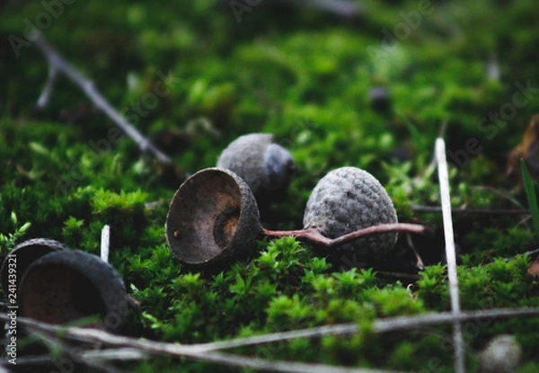 Obraz Eicheln im Moos