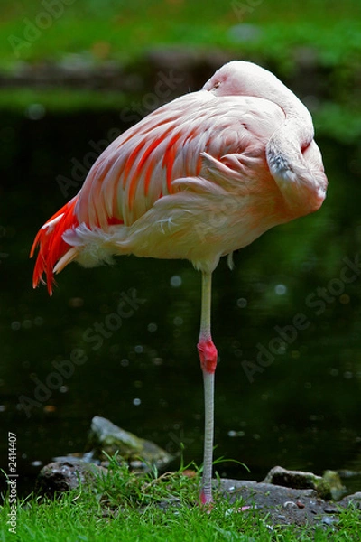 Fototapeta bashful flamingo