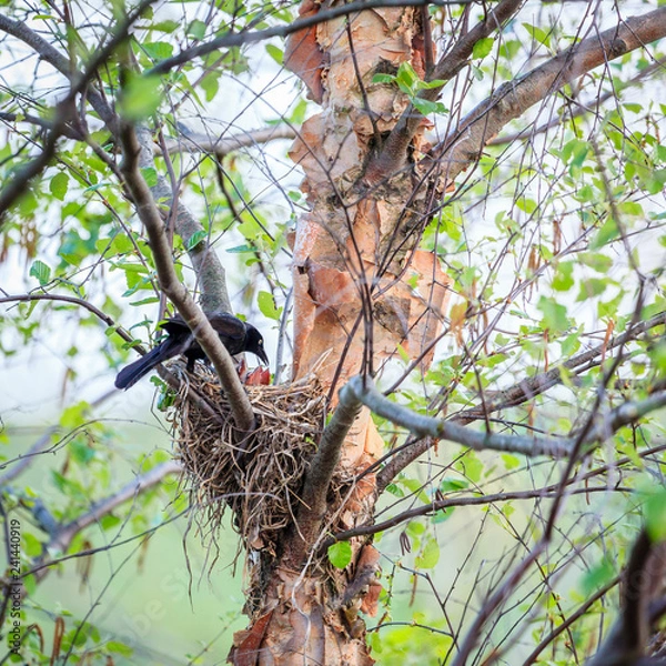 Obraz Common Grackle on the nest
