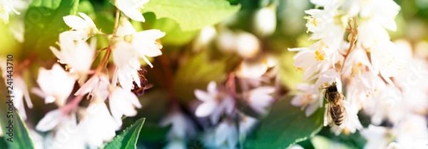 Fototapeta The bee collects honey on a white flower in a field in the summer.