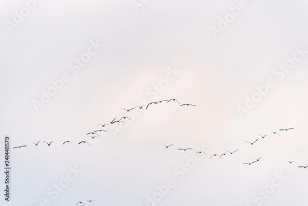 Fototapeta a large flock of birds flying in the sky