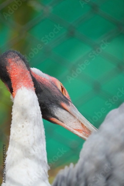 Obraz swans with grace - Image