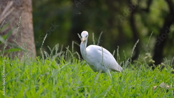 Obraz White beautiful bird in forest