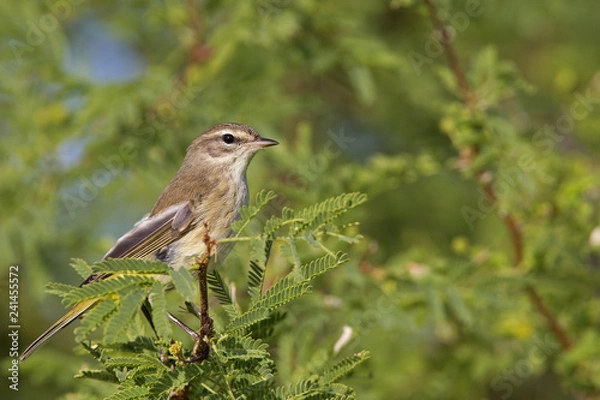 Fototapeta A North American palm warbler (Setophaga palmarum) perched on a branch of a bush at Key West Island Florida.
