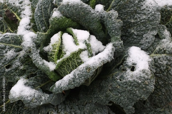 Fototapeta Wintergemüse